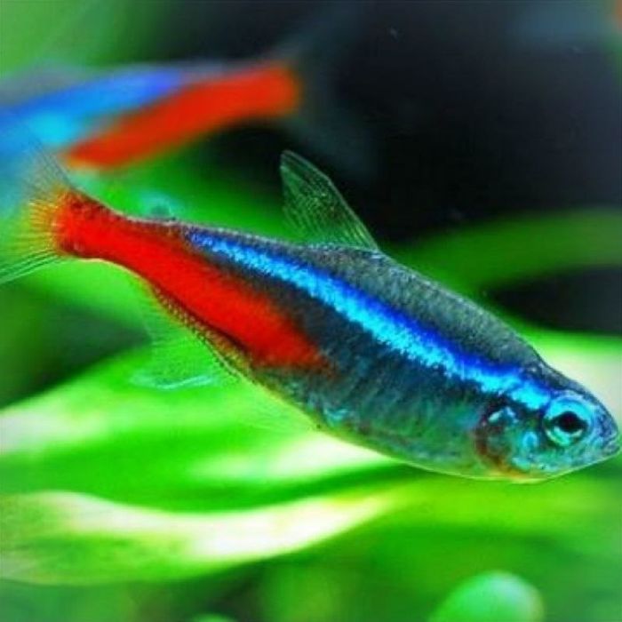 Неон голубой сони кўп