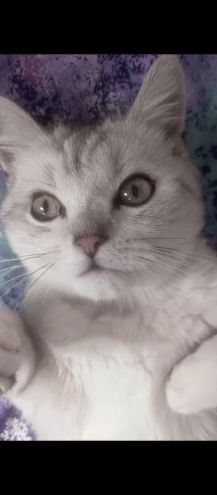 Серебристая шиншилла котенок