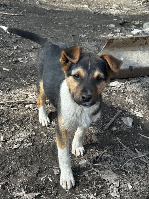 Отдам щенят в добрые руки