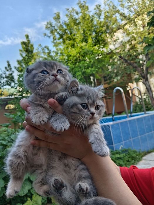 Фолд ва страйт мушукчалар, fold i strayt