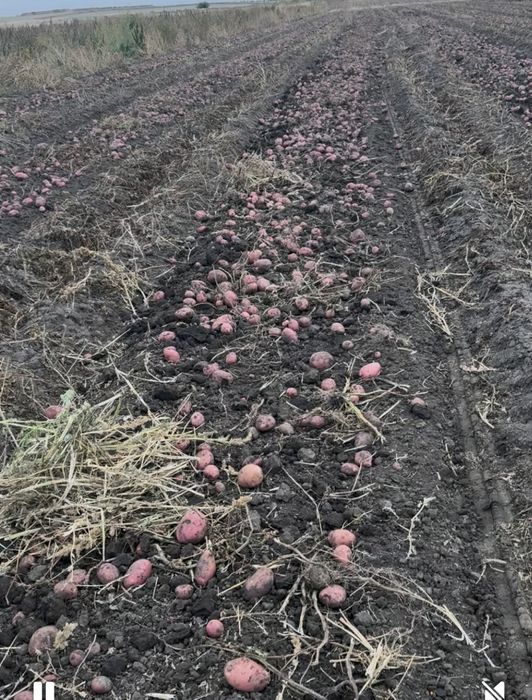 Продам не поливной картофель