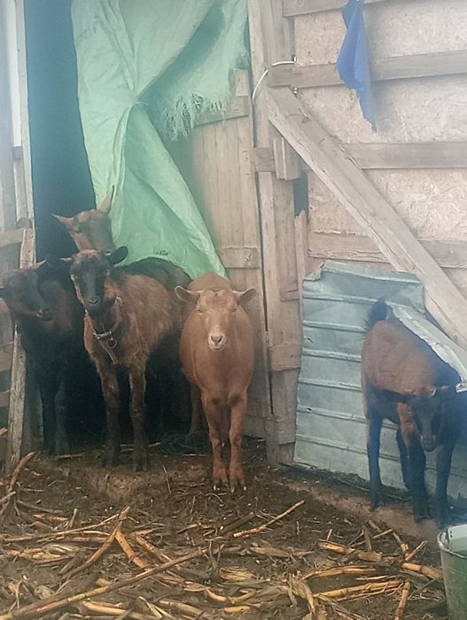 Capre iedite și tapisori