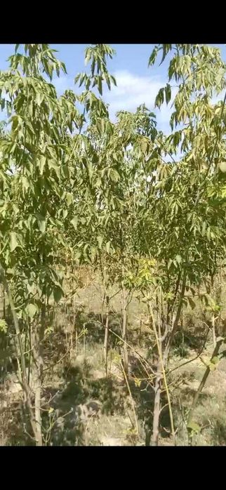 саженцы деревьев- клен, тополь