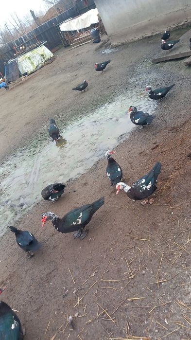 Rate mute... de anu asta