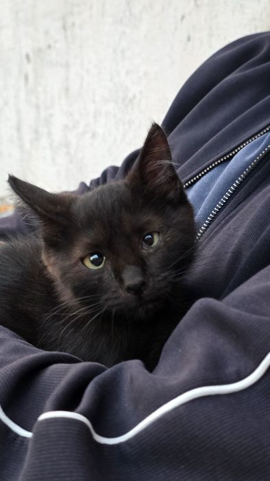 Отдам котят 3 мес