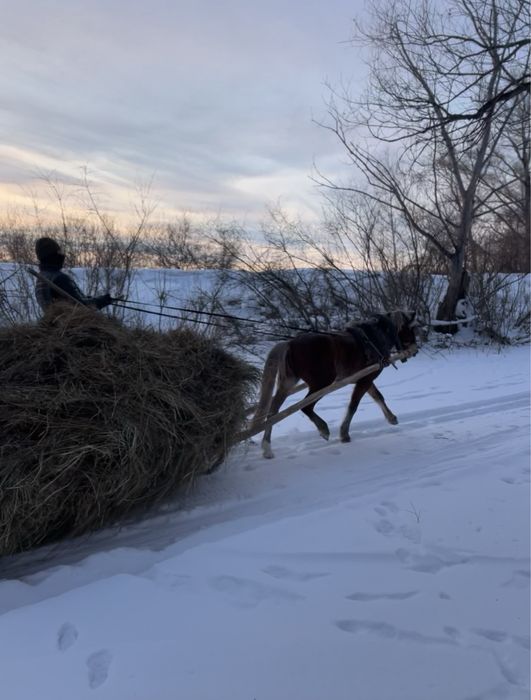 Продам кунан 2.7