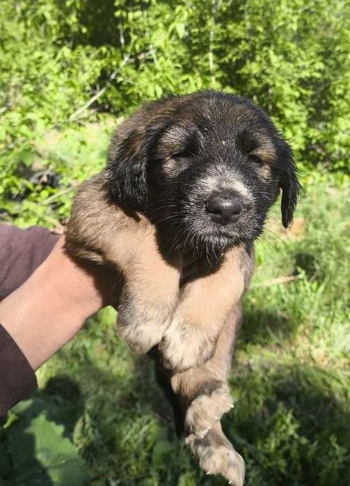 Щенки ТАЗЫ,им 1 месяц