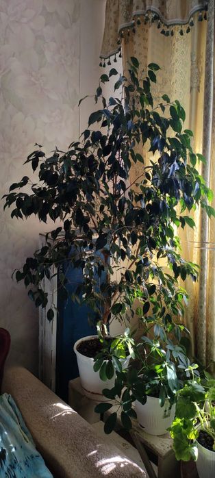 Продам комнатные цветы