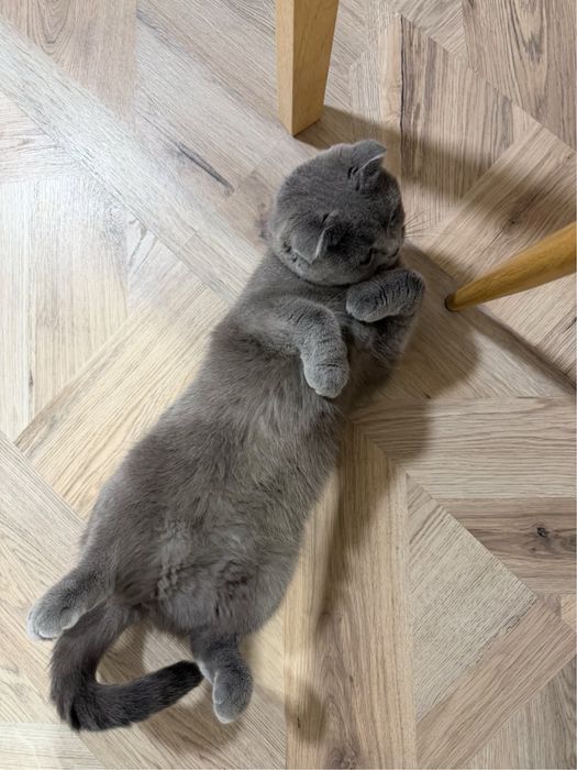 Шотландска клепоуха котка