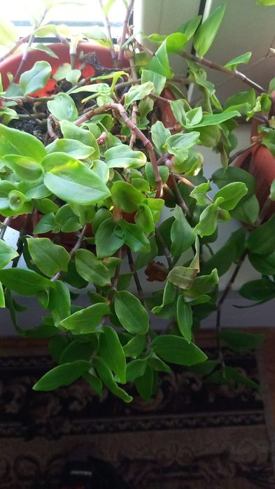 Комнатные цветы 1000