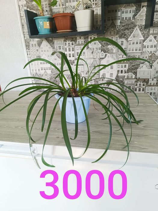 Продам недорого цветы