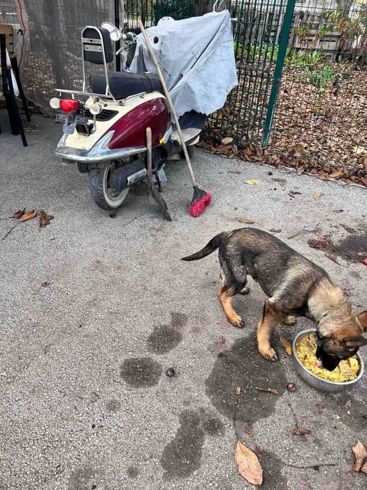 Немска Овчарка Женска | 6 месеца | 500 лв