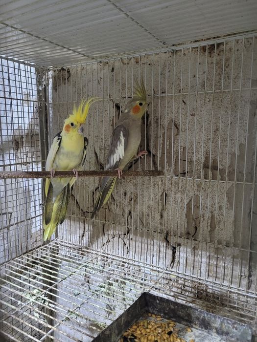 Продаём попугаев