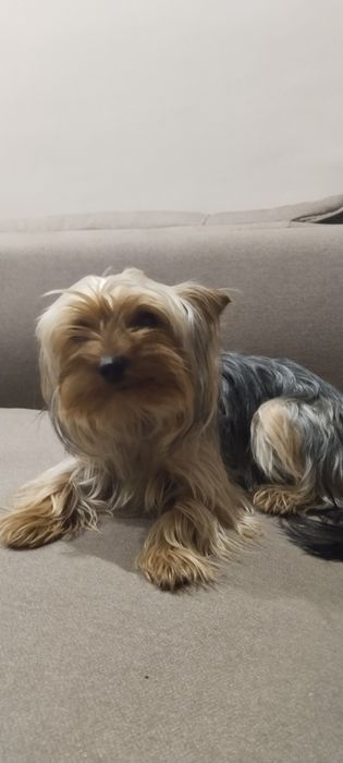 Девочка йоркширский терьер 1 год