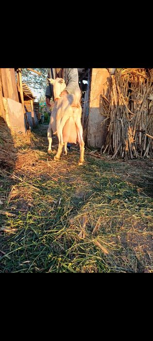 Vând capră cu 4 litri lapte