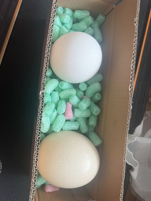 Oua de strut de vanzare