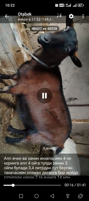 Ечкилар сотилади