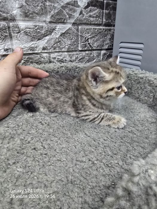Котята серебристая и золотая шиншила