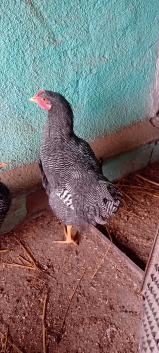 Vand cocosi plymouth rock