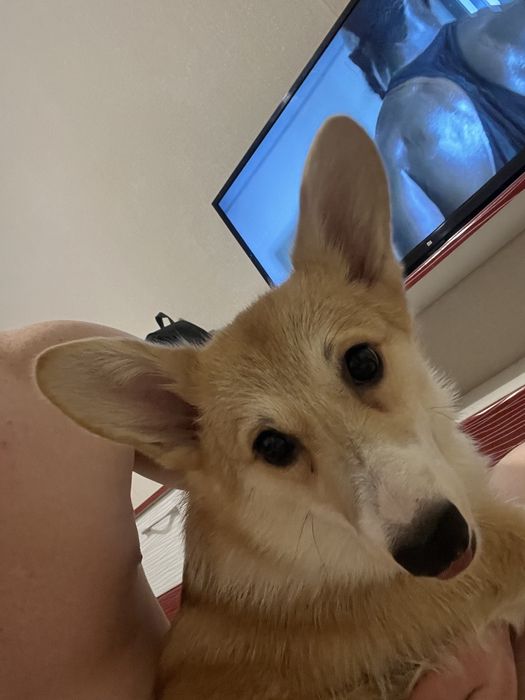 Продам Вельш королевский корги