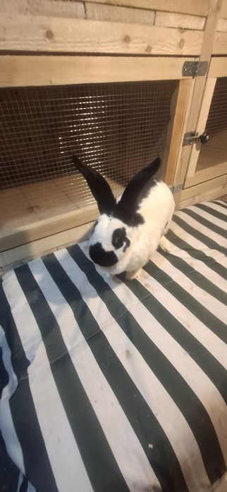 Iepurita Matura Fluture German Pestrit