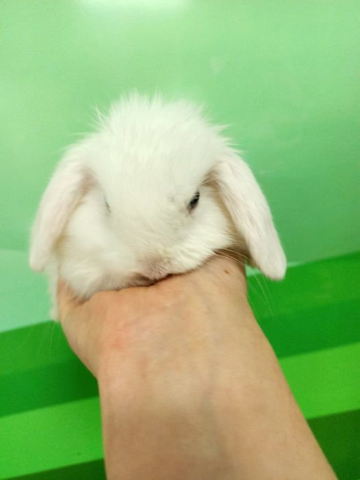 Карликовые кролики малыши