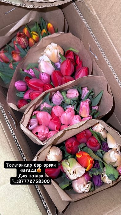 Тюльпаны свежие