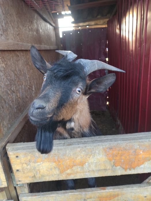 Țap rasa Alpină franceză