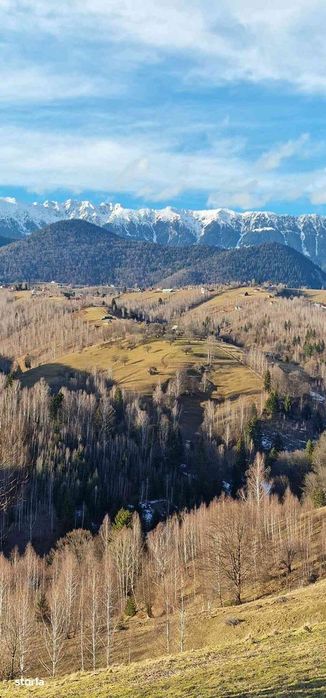 Particular, vand o proprietate absolut deosebita in Pestera - Bran