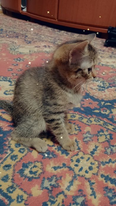 Отдам в добрые руки кошечку!