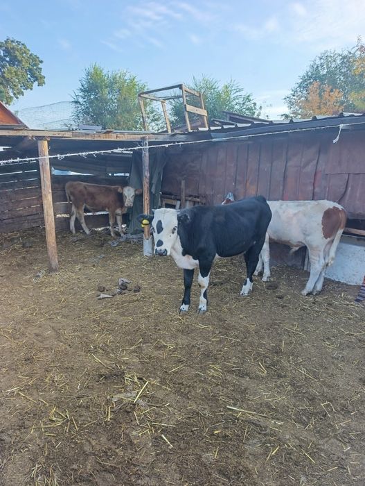 Продам бычки 5голов