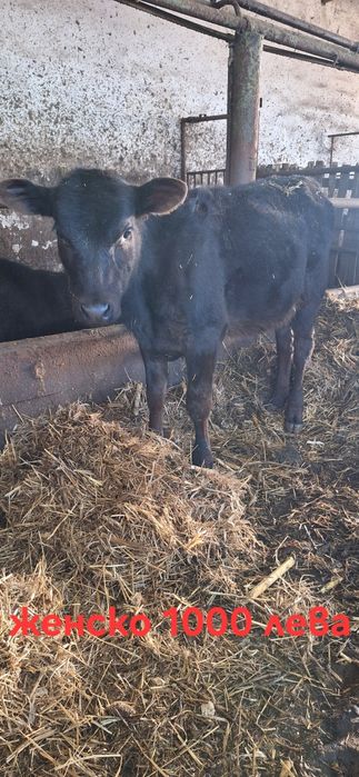 Телета 2 мъжки и 2 женски варненско