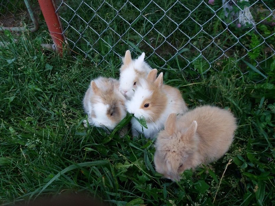 Iepuri pitici cap de leu