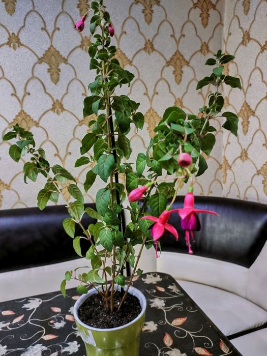 Подарки для женщин!!! Доставка