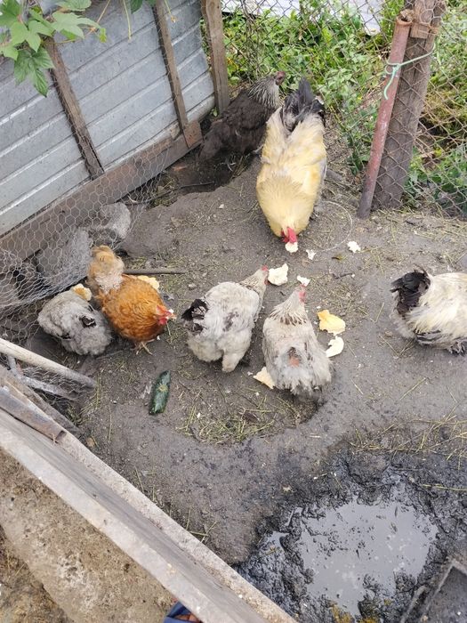 Găini Brahma uriași
