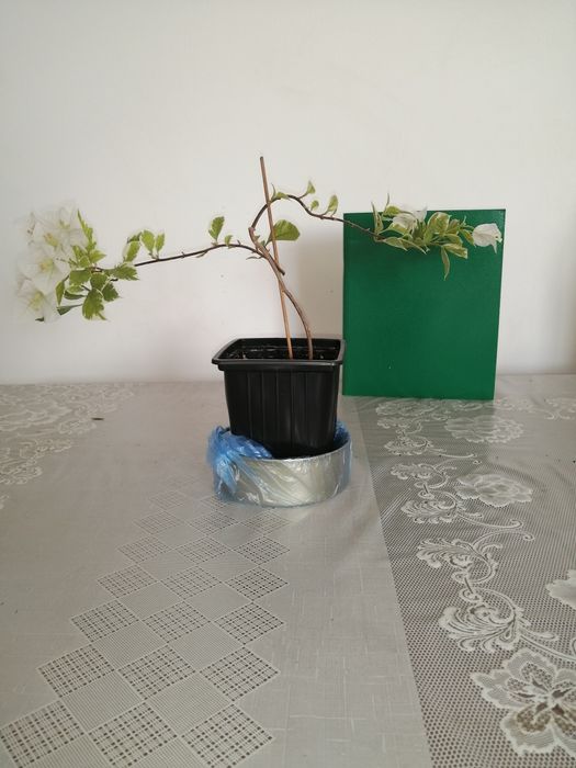 Бугенвилия Панда 2000т.