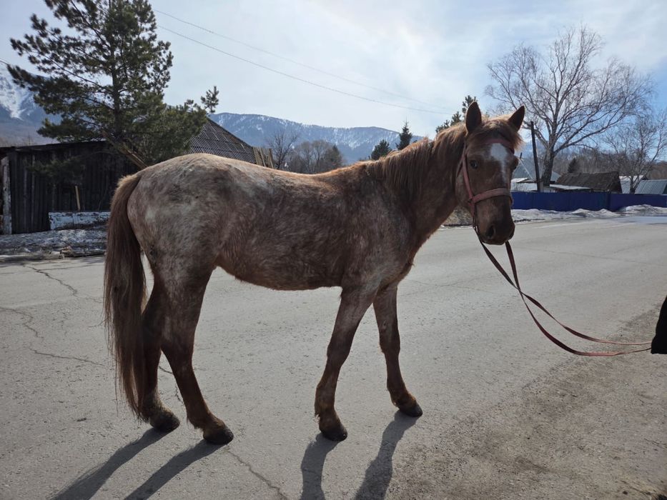 Жеребец 5 лет обьезженый