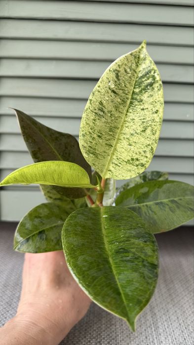 Фикус  Шривериана