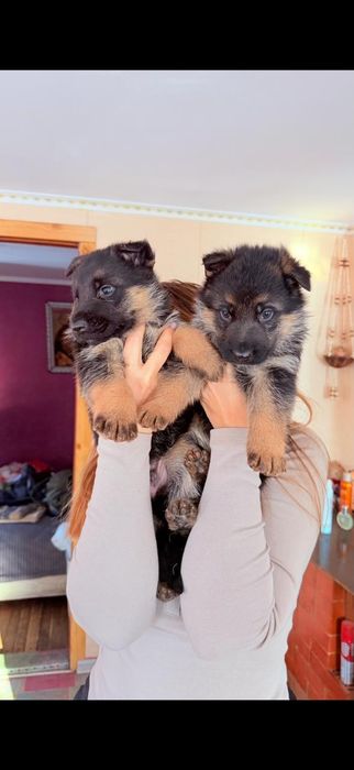 Продам щенков немецкой овчарки