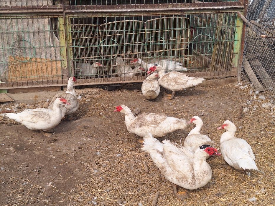 Индоутки крупные