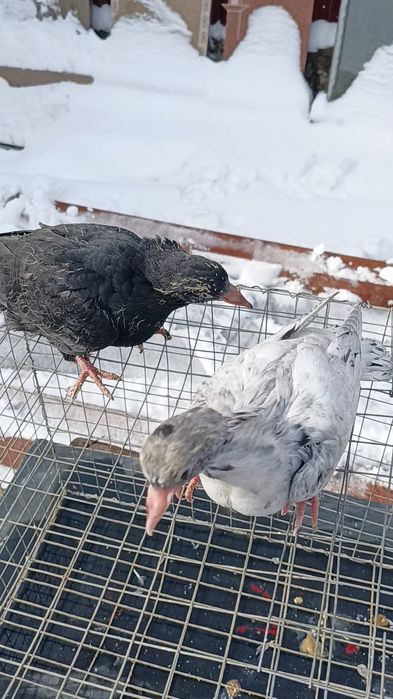 Голуби широкохвостые пискуны