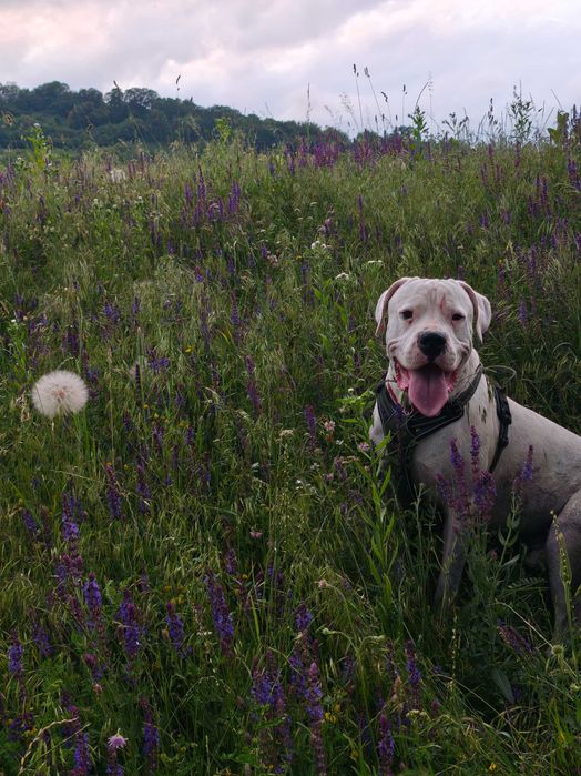 Dog Argentinean, 3 ani , monta