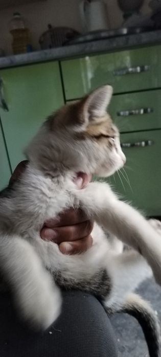 Мушук бор жуда акилле