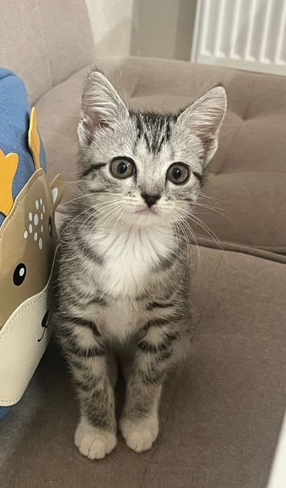 Отдам котенка в добрые руки