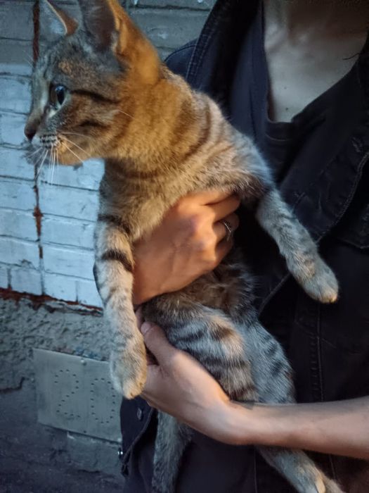 Нашли кошку, вокзал