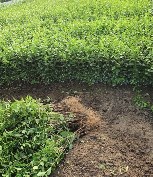 Lemn cainesc pentru un gard viu