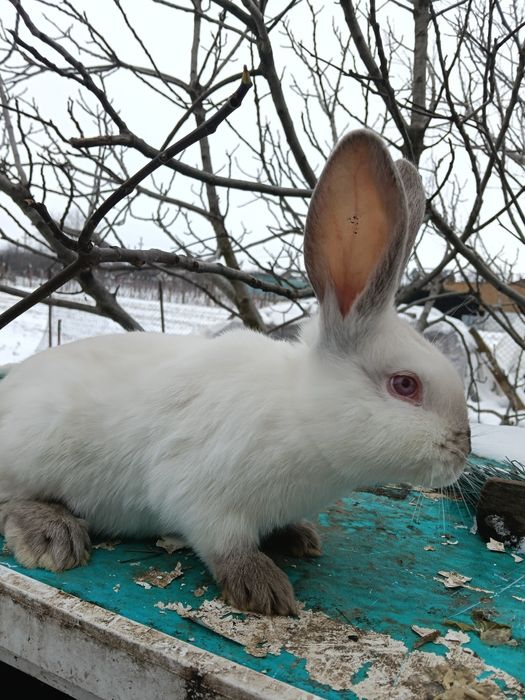 Iepuri Uriasi Germani și Uriași de Transilvania