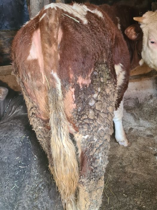 Un tauras 10 luni frumos mâncăcios baltat din vaca foarte mare bun  sa