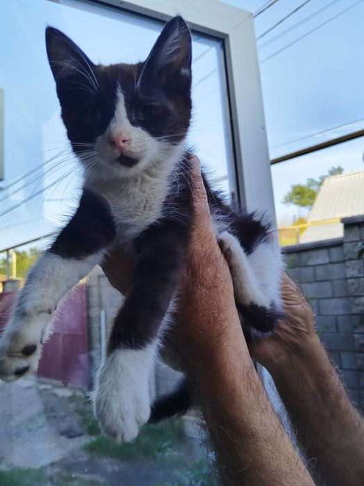 Отдам котят в хорошие руки