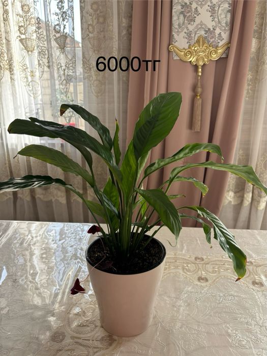 Продам комнатные цветы